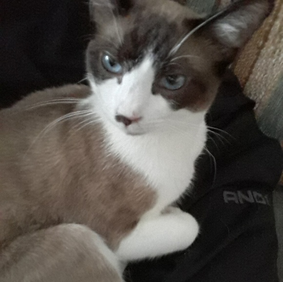 Meet your Posher, Catarina - Picture 5 of 8